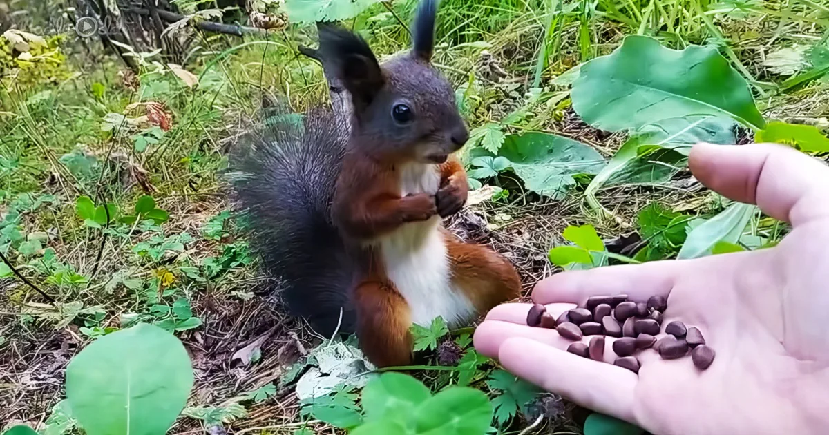 squirrel goes from curious to bashful