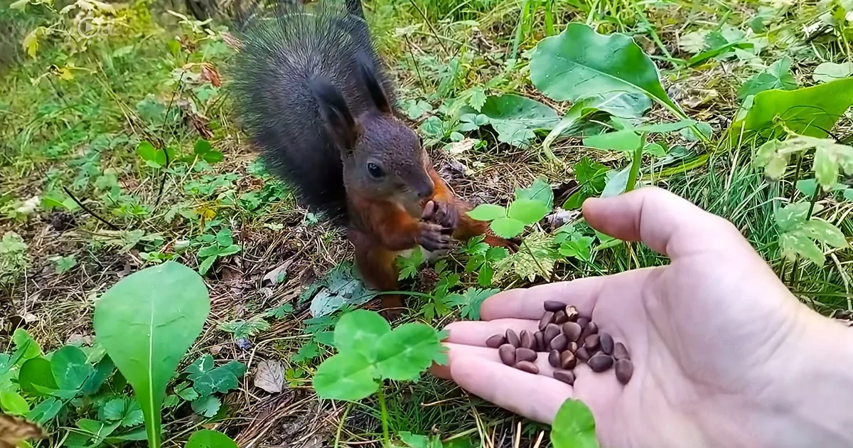 A squirrel sits on the forest floor, reaching for pine nuts held in a hand.