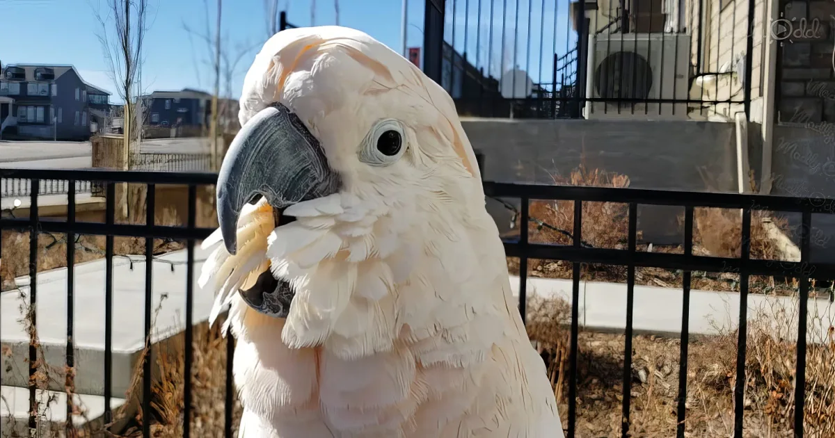 Max the cockatoo clucks like a chicken