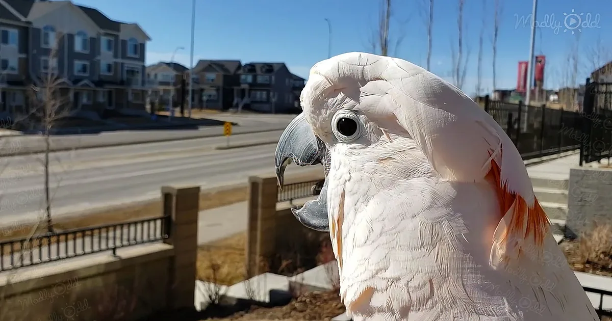 A white parrot with orange tail feathers perches in front of a suburban neighborhood with houses and a clear blue sky.