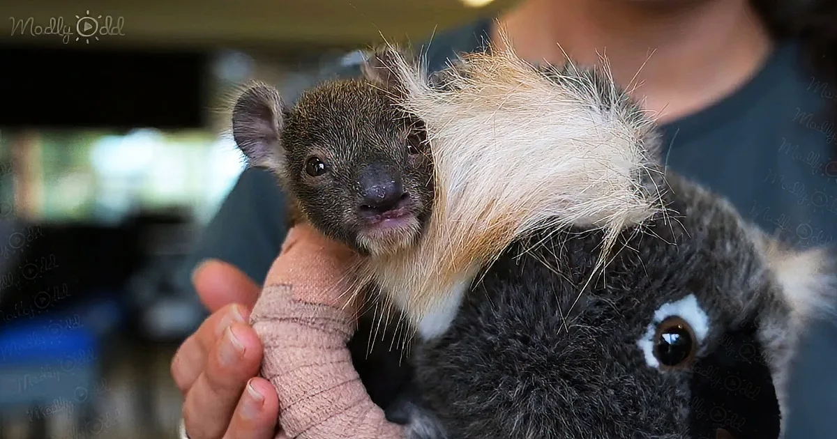 Orphaned 5-Month-Old Baby Koala Gets a Cute Tiny Arm Cast After Falling From a Tree