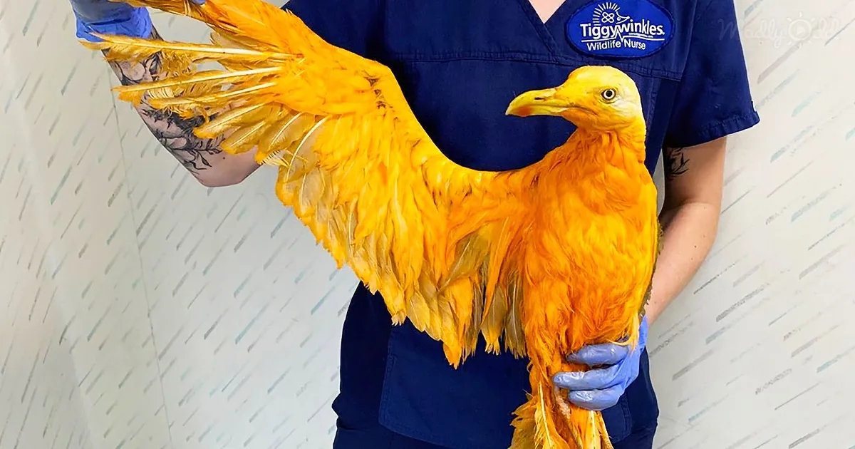 A person in blue scrubs holds a bright orange bird with outstretched wings.