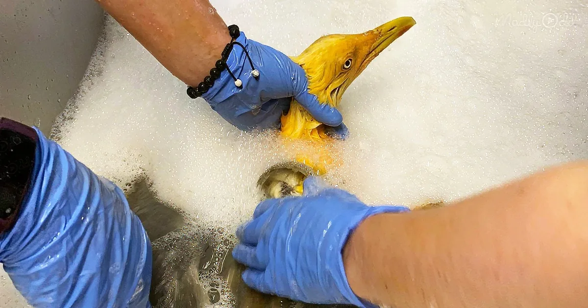 Rescuers find ‘exotic’ orange bird