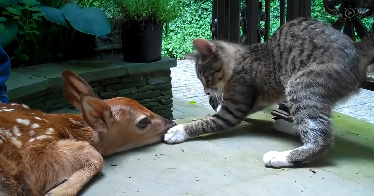 A lost fawn and kitten