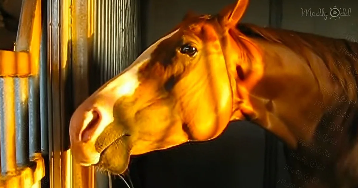 A Gorgeous Mare Named 'Justice' (Justifiably Special) Getting a Really Good Scratch