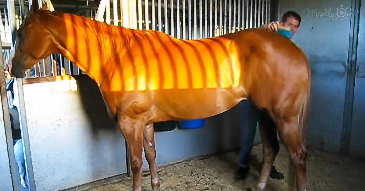 gorgeous mare named ‘Justice’