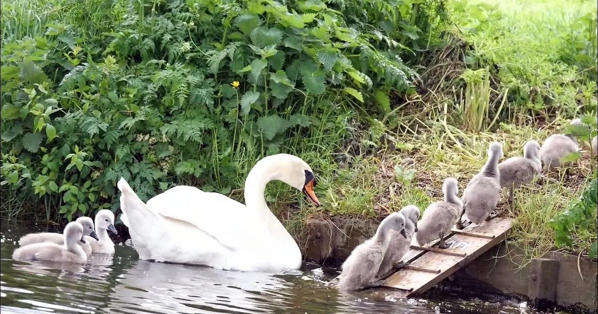 Devoted Swan Parents Have a 'Daycation' With Their 10 Baby Swans in Tow