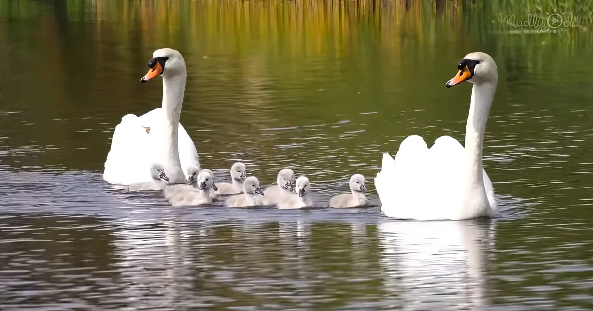 swan parents with their 10 baby swans