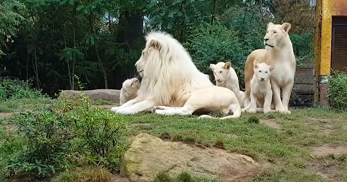 Three Playful Lion Cubs Are Taught a Lesson by Their Father