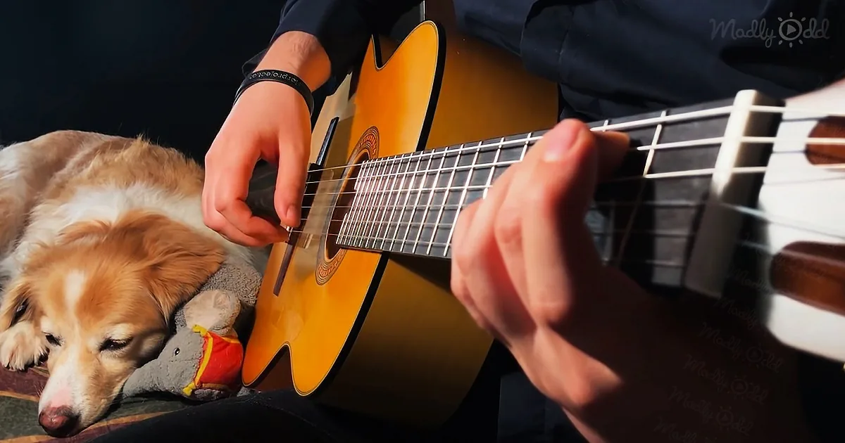 Senior Golden Retriever Is Daddy''s Biggest Fan as He Plays ''The Last of Us'' on His Guitar