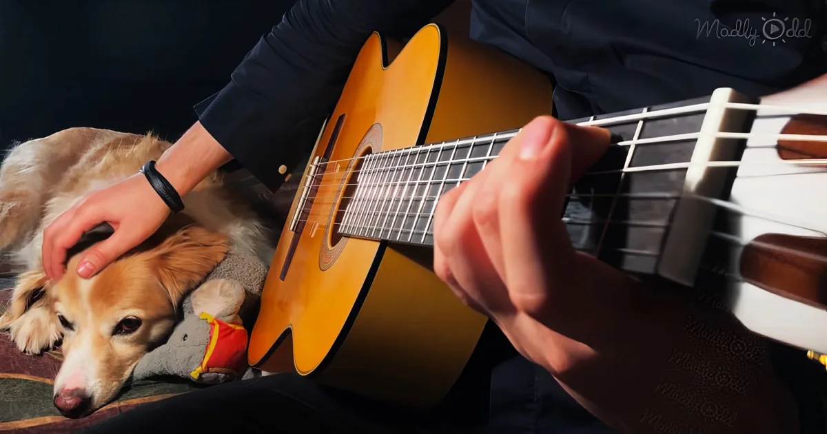 Senior Golden Retriever listening 'The Last of Us' on guitar
