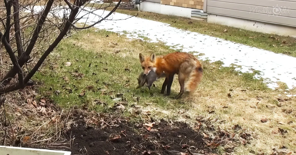 Adorable mother fox returns to pick up her rescued babies