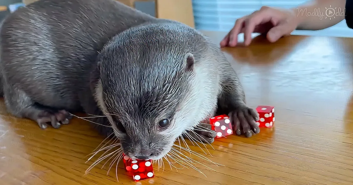 An otter is playfully interacting with red dice on a wooden table.