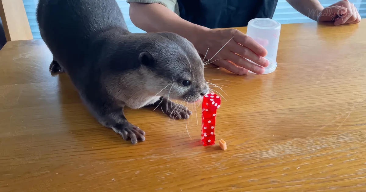 otter rolls the dice