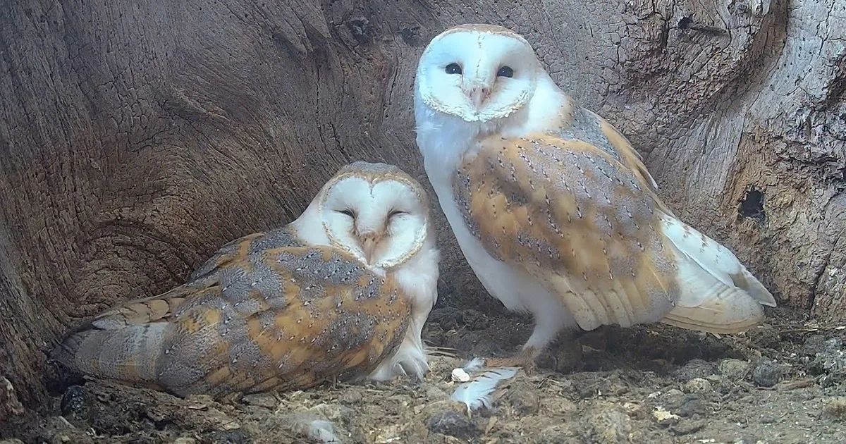 Dedicated Barn Owl Dad Continues to Protect and Provide for His Chicks