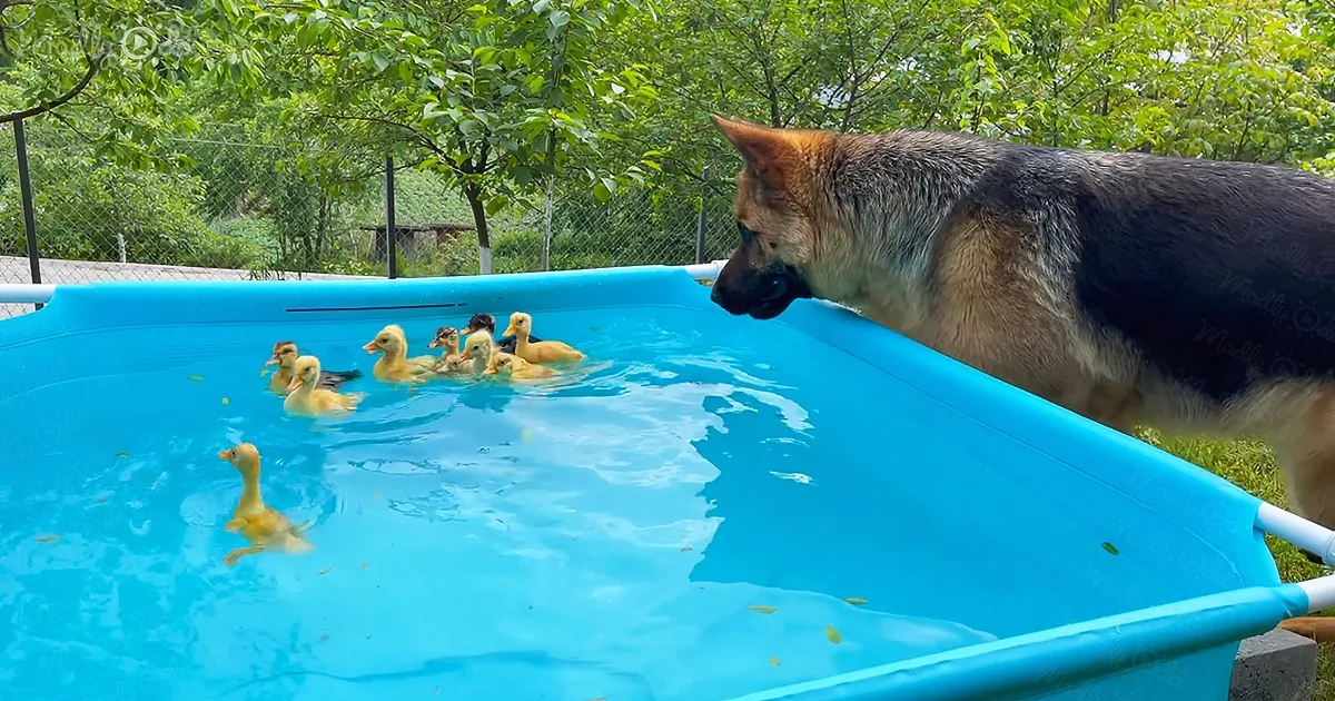 German Shepherd Lifeguard Watches Over Cute Baby Ducks in a Pool