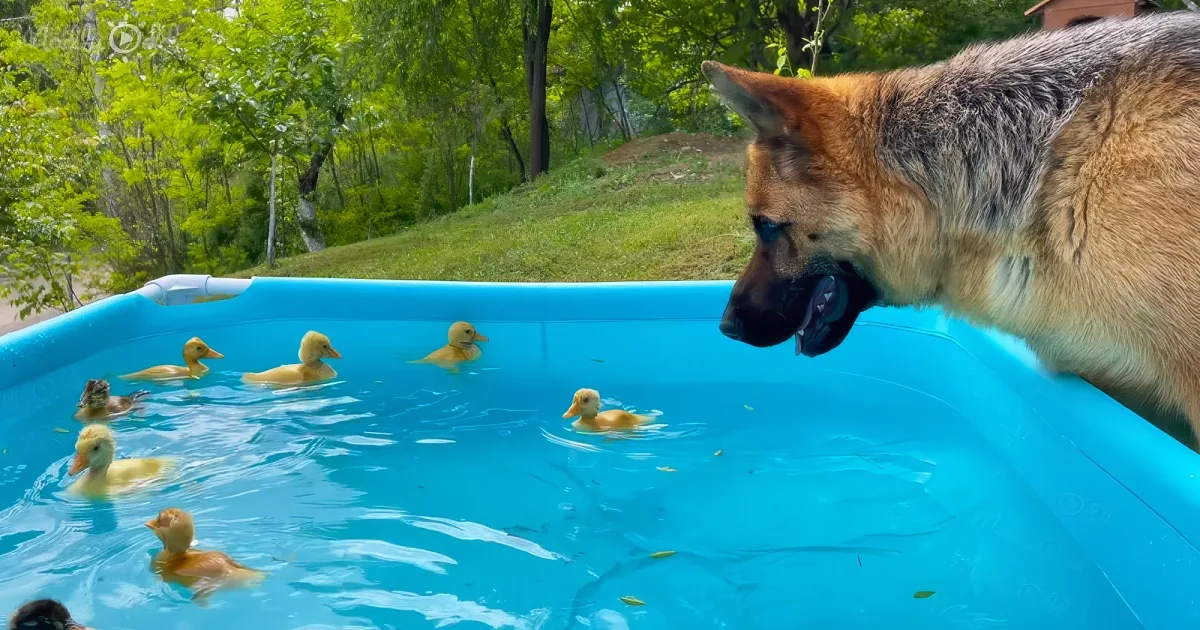 German Shepherd watching baby ducks in a pool