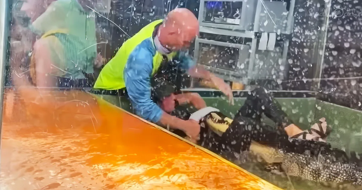 Brave dad wrestles angry alligator