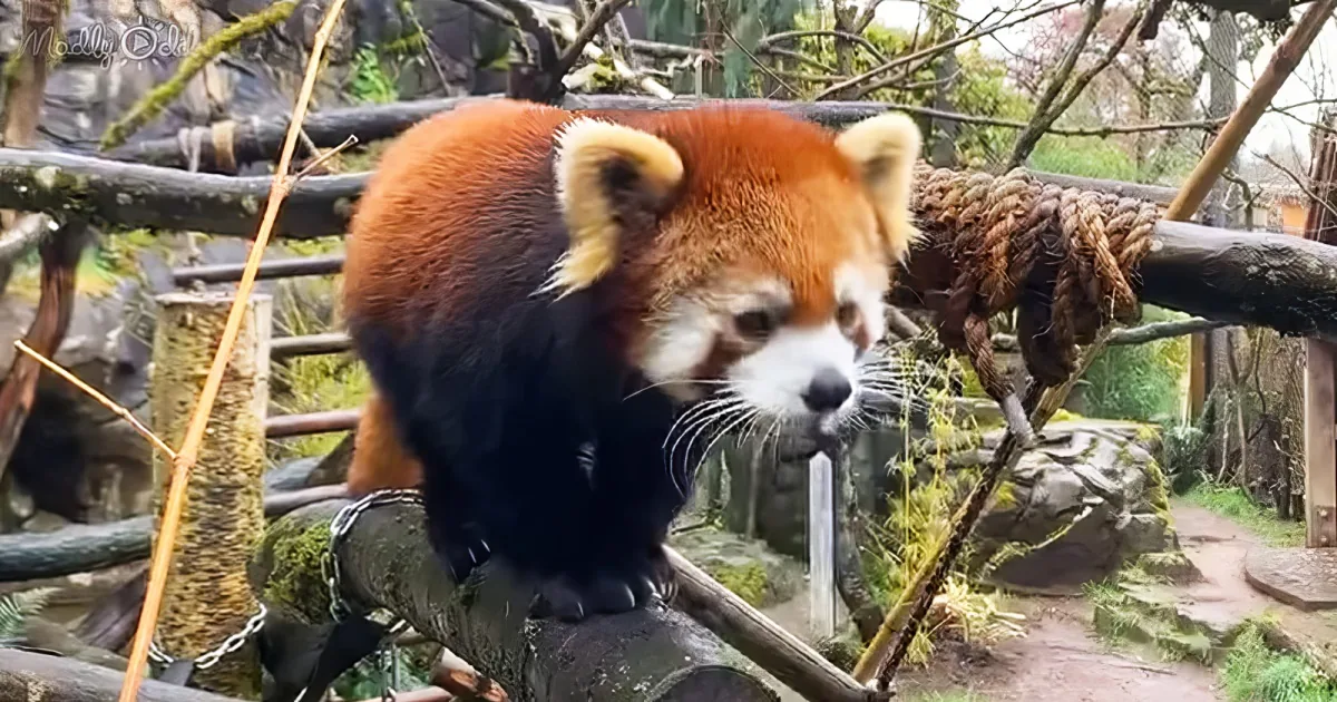 Rare Red Panda