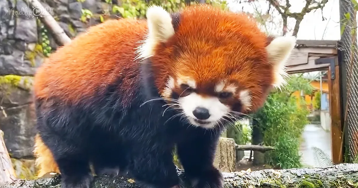 Very Rare Red Panda Is so Pretty, He Looks Like a Teddy Bear Toy Come to Life...