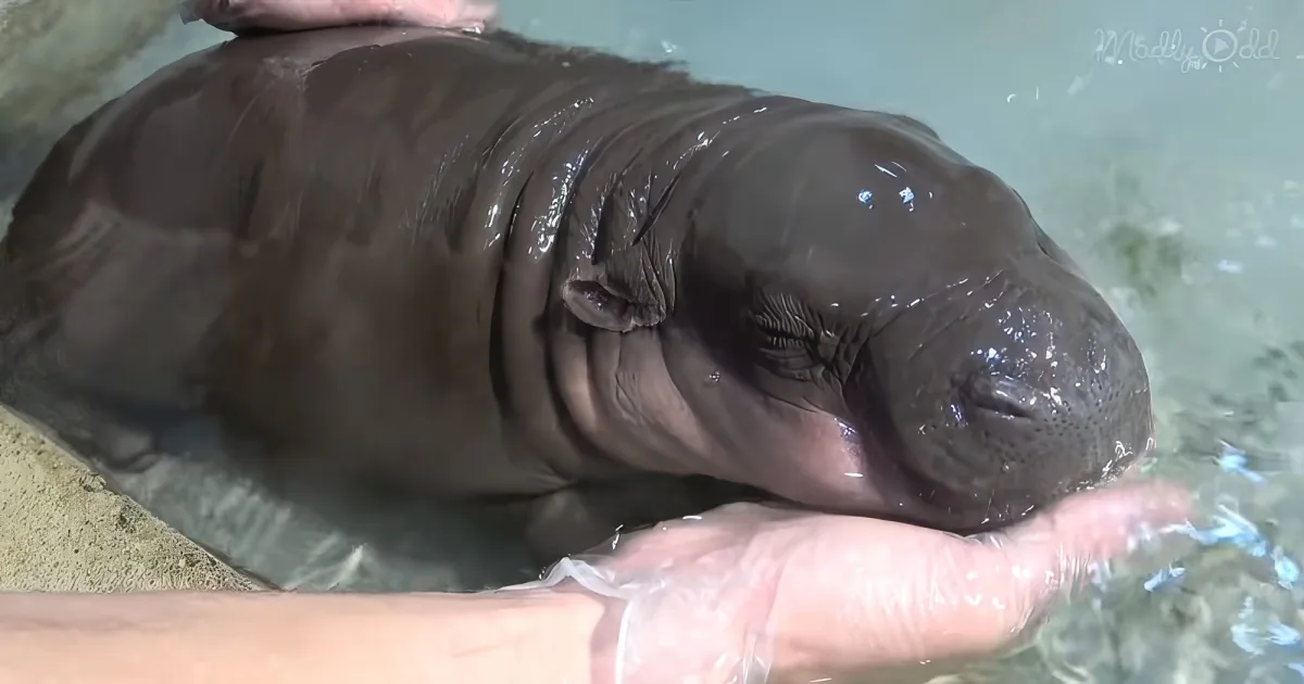 baby pygmy hippo