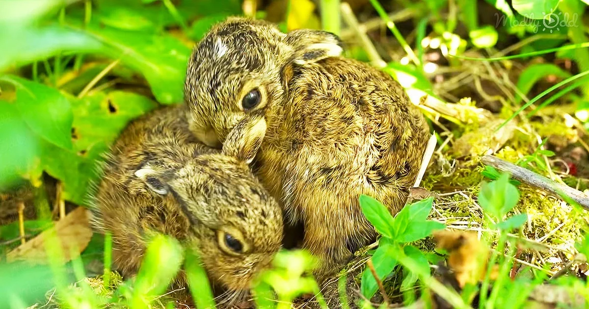 Mother Hare Raises an Adorable Baby Leveret in a Man''s Garden