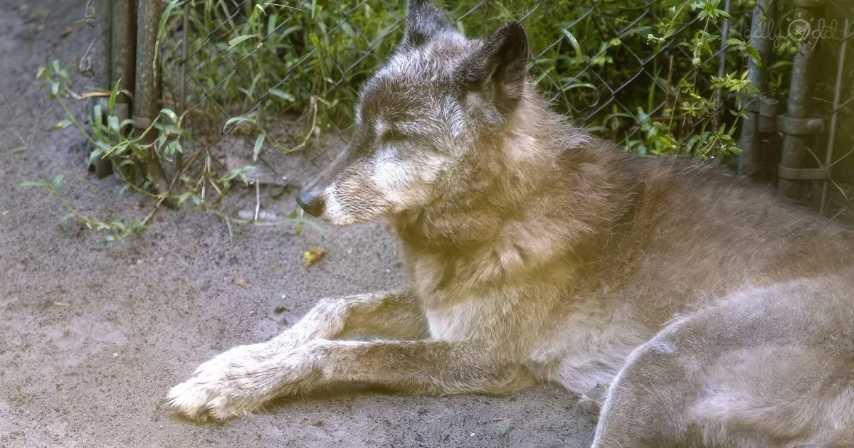 'direwolf' cute wolf dog