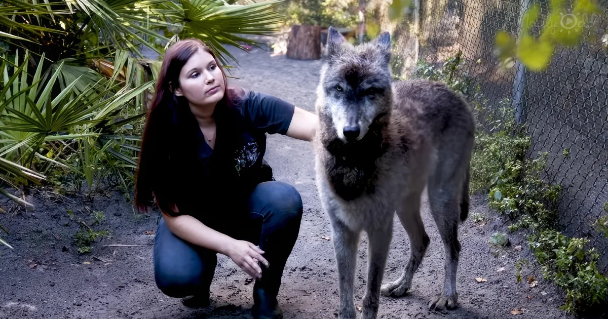 'direwolf' cute wolf dog