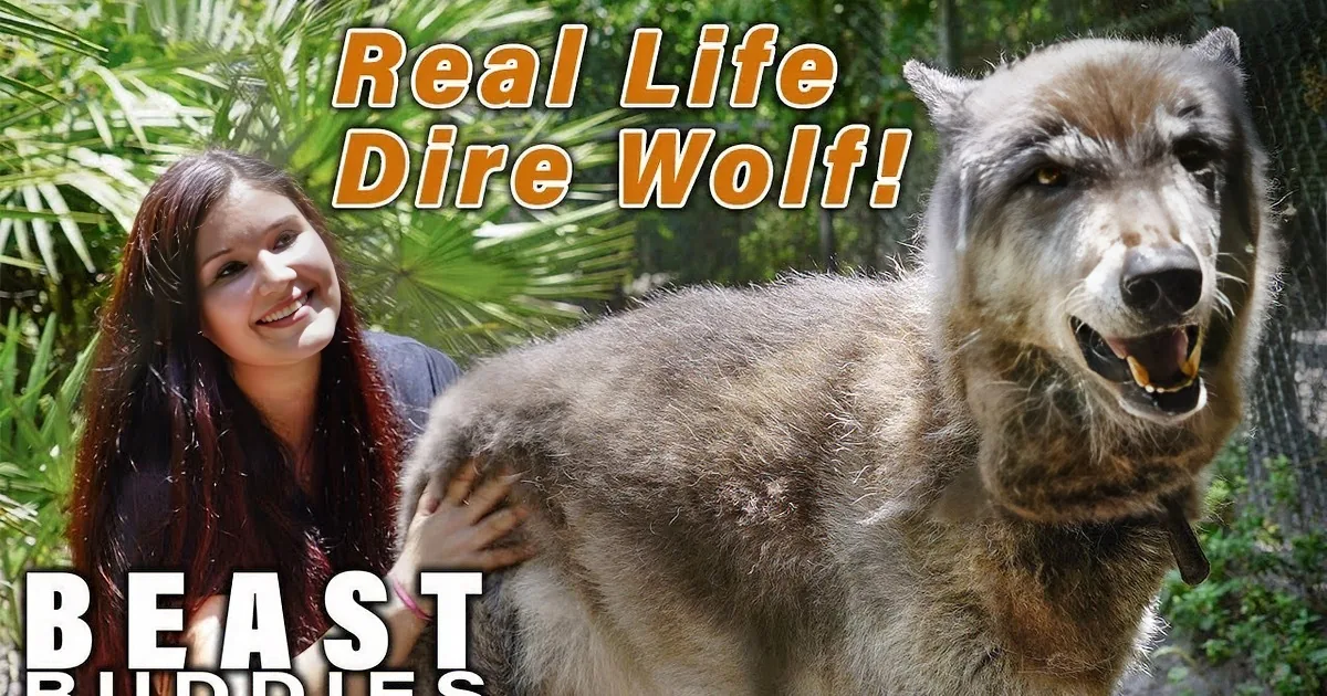 Enormous 'Direwolf' Dog Is Taking the Internet by Storm
