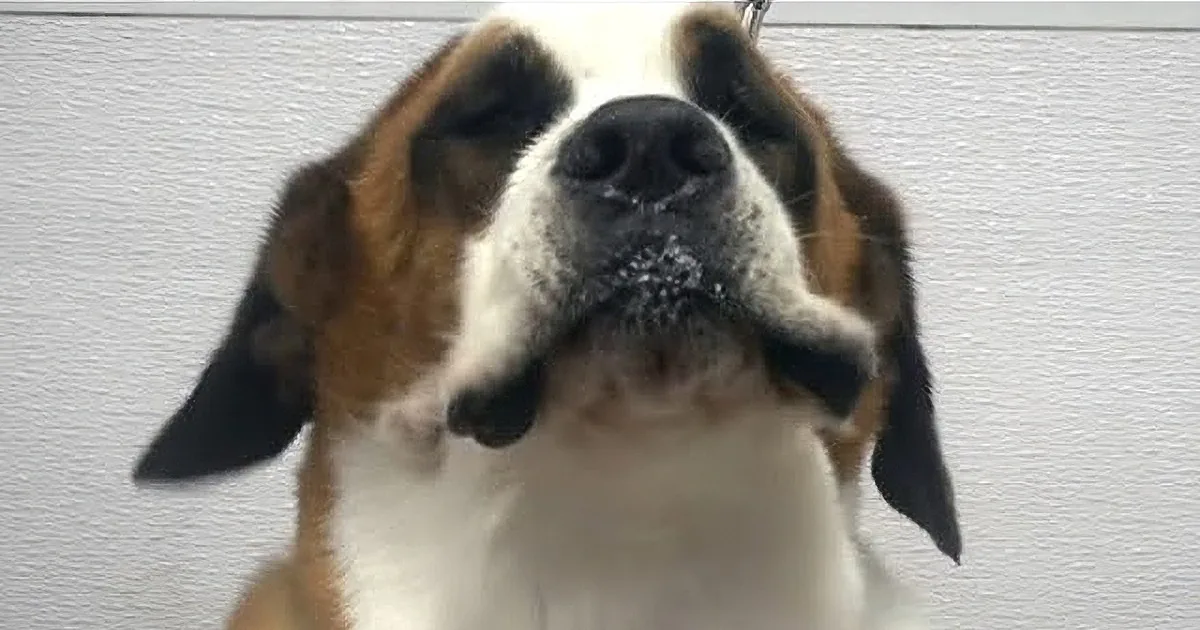 Senior St. Bernard Gets the Pampering She Deserves at the Groomer's