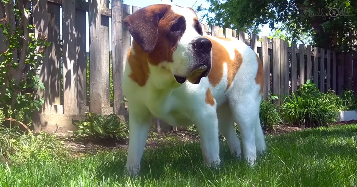 Senior St. Bernard Dog