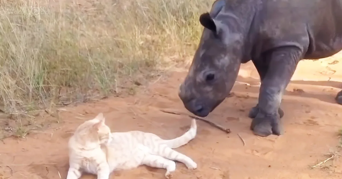 Adorable baby rhino and maternal house cat - Odd Couple