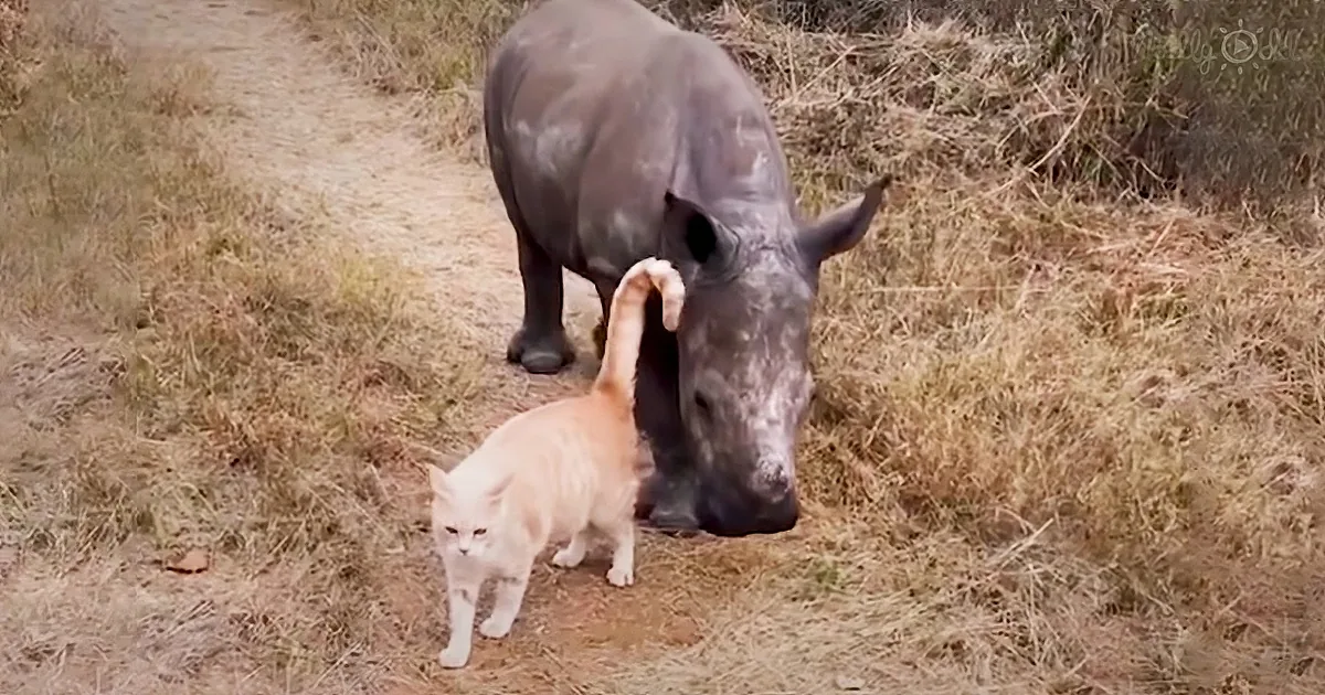 Adorable Baby Rhino and Maternal House Cat Make a Very Odd Couple