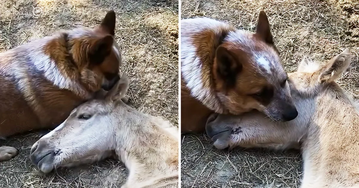 Rescue Dog Adopts Recently Orphaned Foal in Heartwarming Act of Kindness
