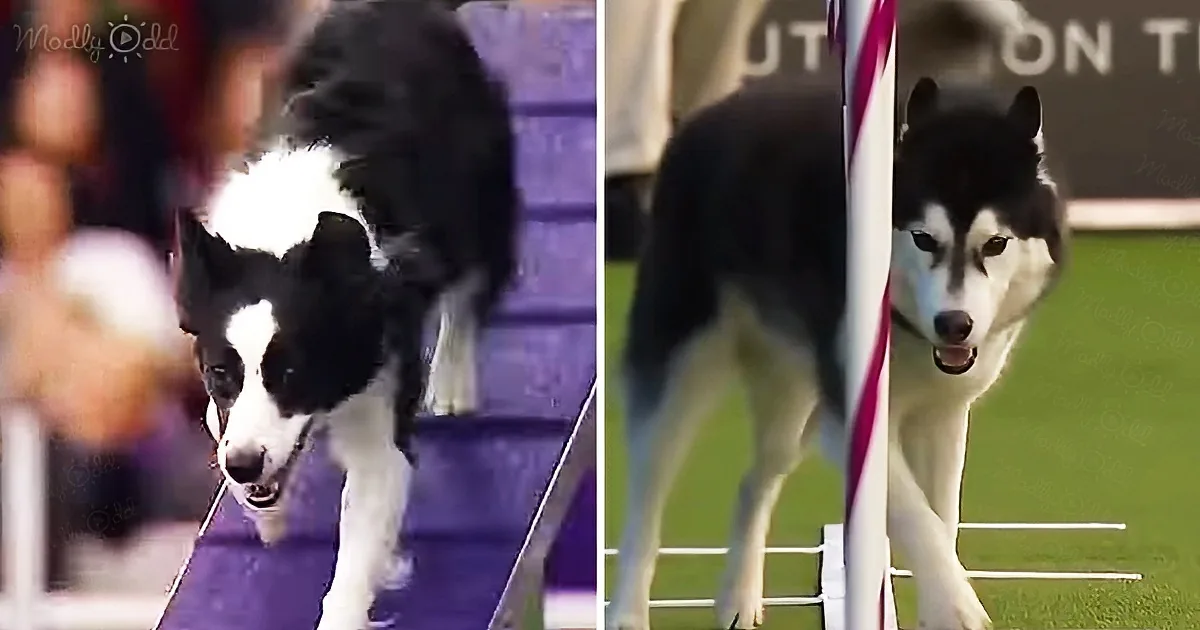 Border Collie and Husky Go Paw to Paw in Agility Championship With Hilarious Results