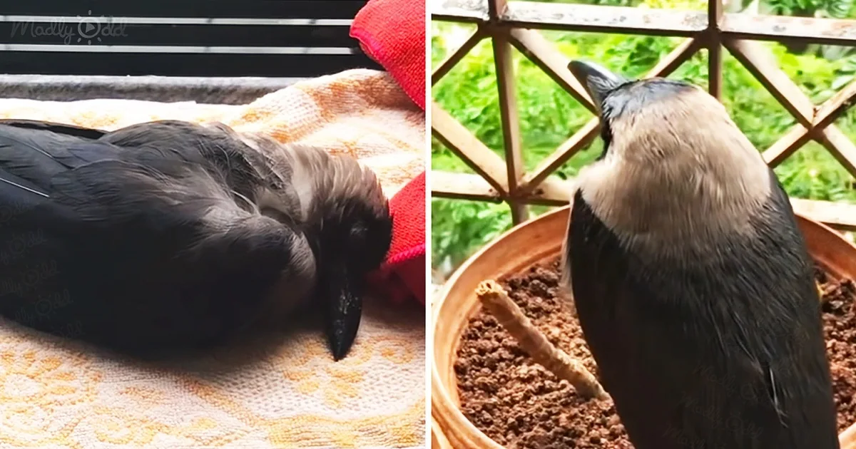 A crow rests on a patterned cloth, while another stands on soil, both in a natural setting.