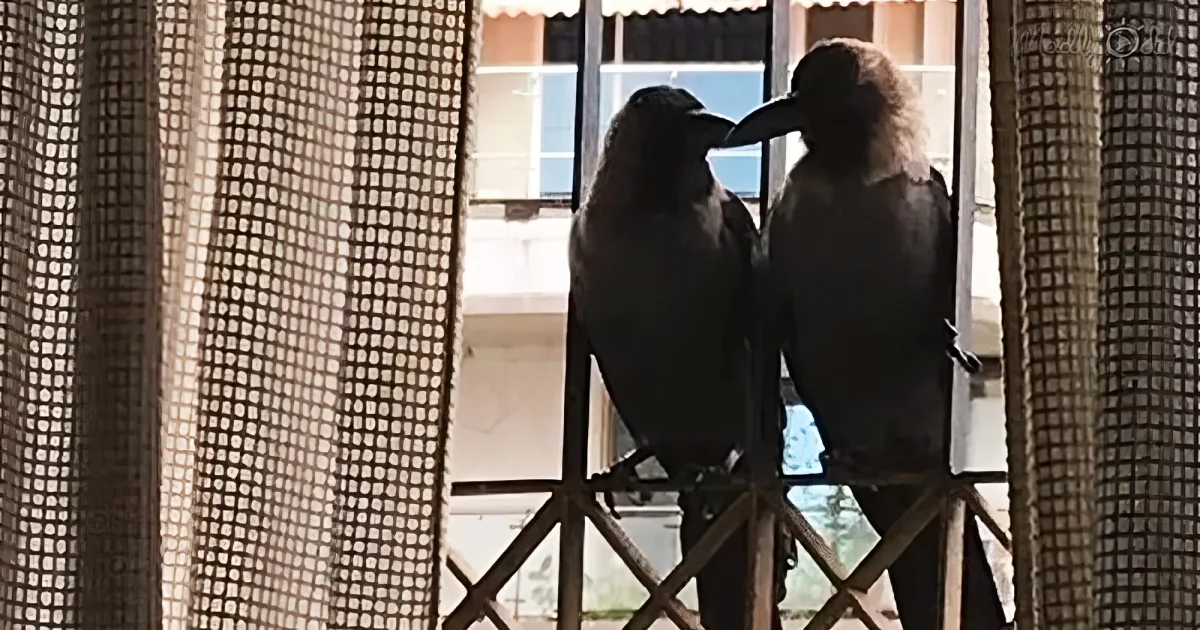 Woman rescues disabled crow