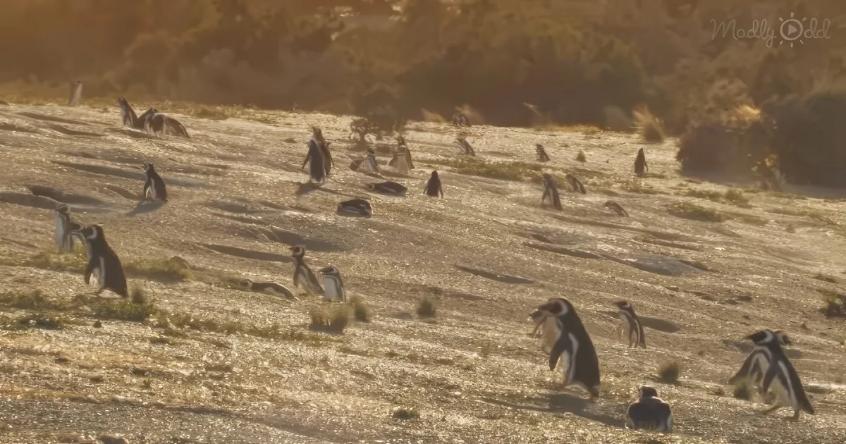 A group of penguins is scattered across a sandy beach, some walking, some standing, in a natural setting.