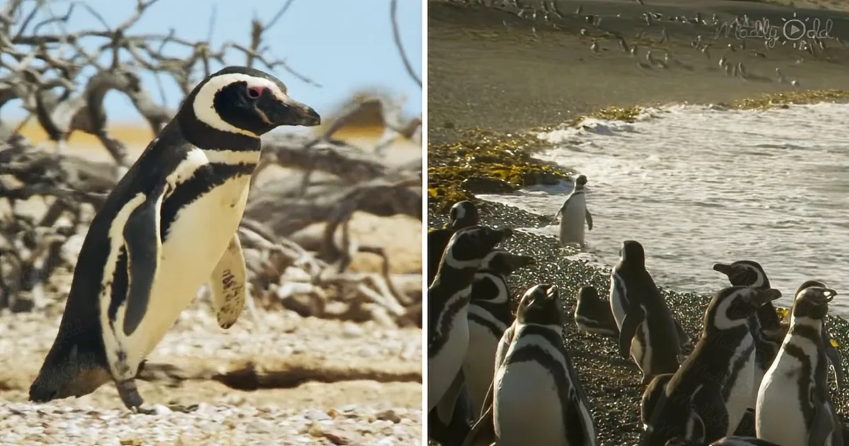 How a Single Mother Penguin Started a Whole New Colony on Her Own