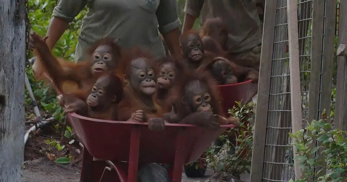 Happy Baby Orangutans Taking a Fun Wheelbarrow Ride to Their Nursery