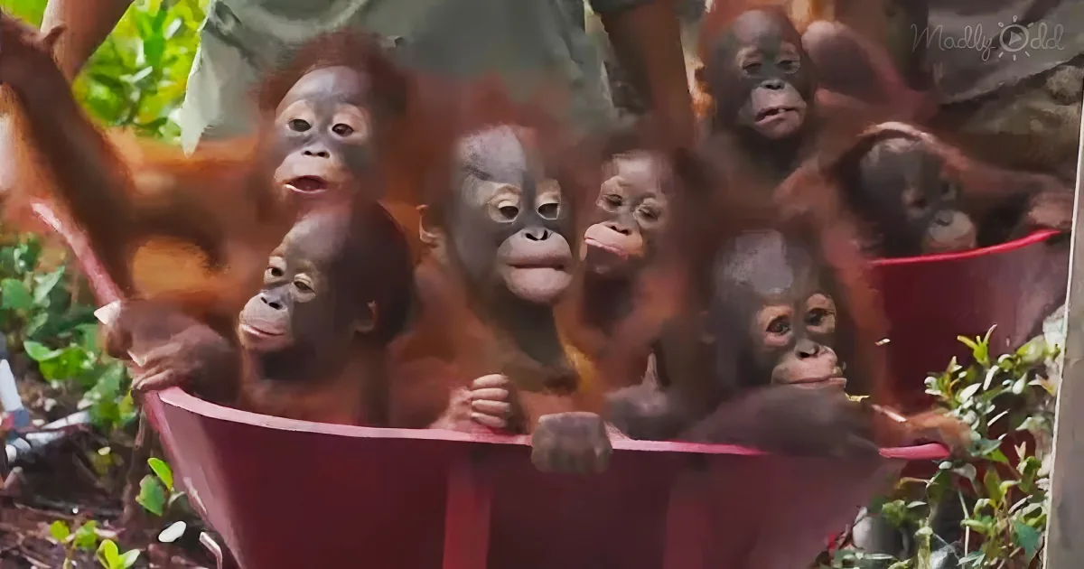 Happy baby orangutans