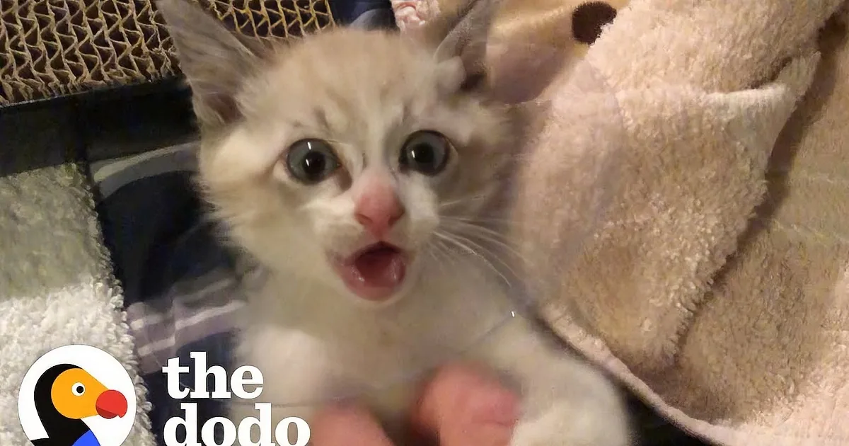 Guy Who Didn't Like Cats Finds One in His Tire and They Bond 'Furever'