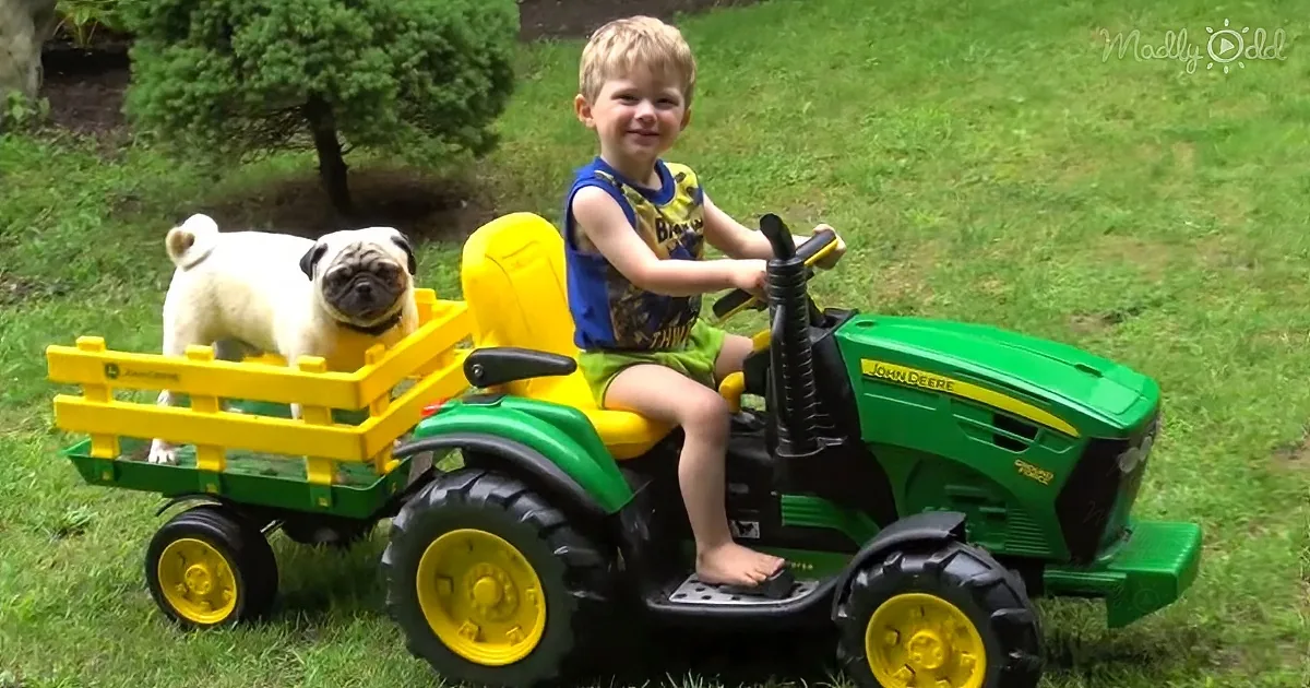 But of Course Pugs Love John Deere Tractors