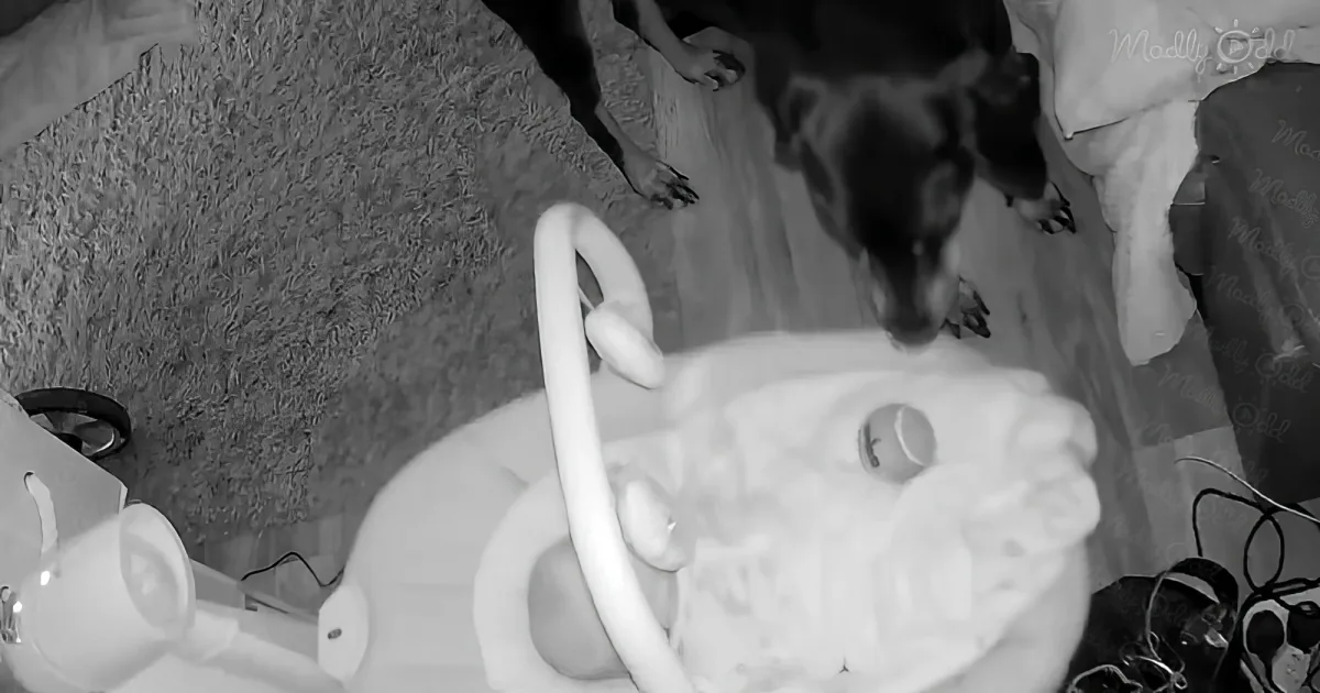 Doberman and baby