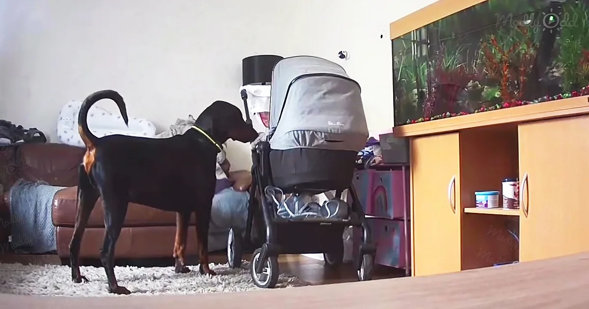 Sweet Doberman Comforts Baby by Sharing His Favorite Toys With Him