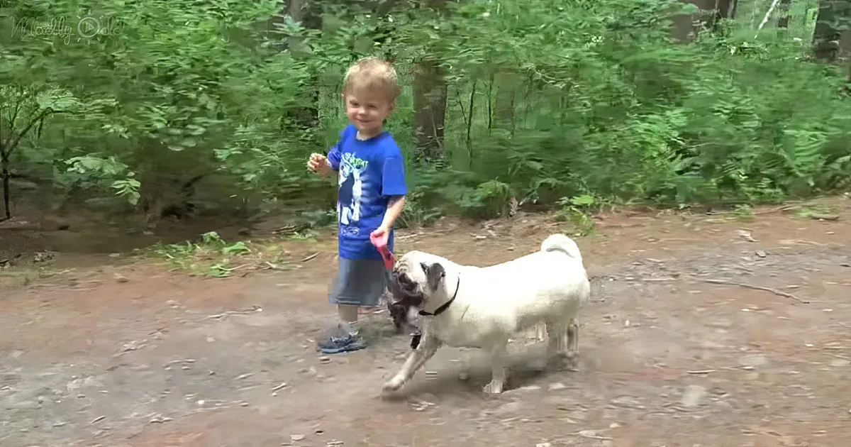 toddler walking his dog