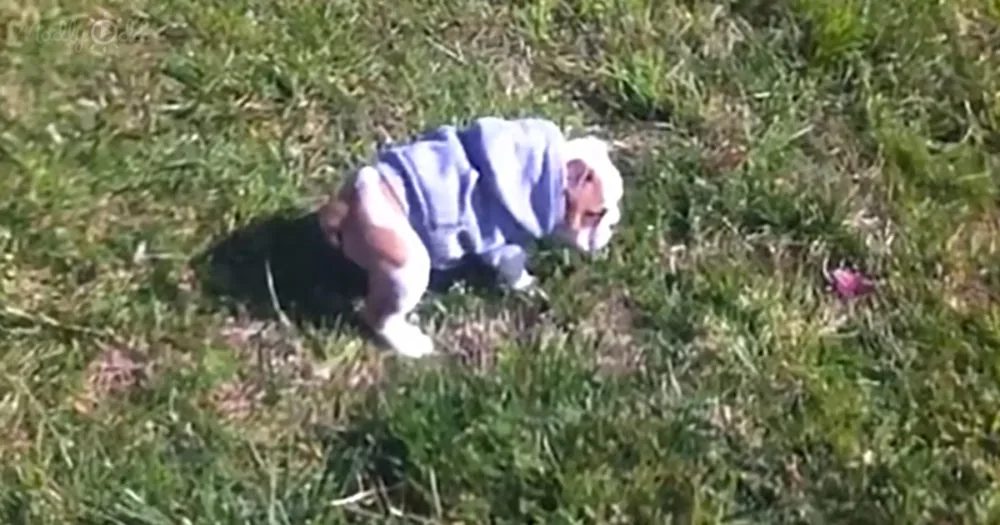 Bulldog puppy loves to do somersaults