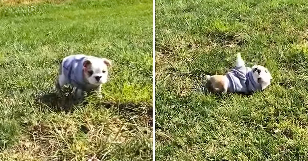 Bulldog Puppy Loves to Do Somersaults Dressed in Her Hoodie