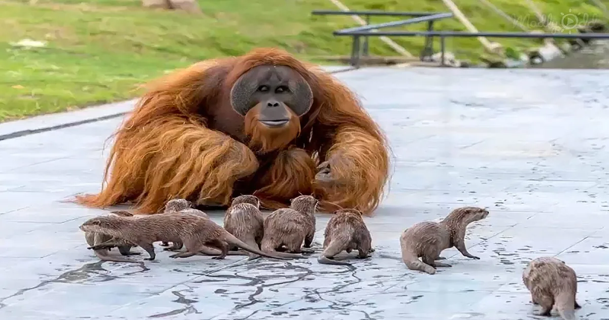 An orangutan sits on a paved surface surrounded by a group of otters.