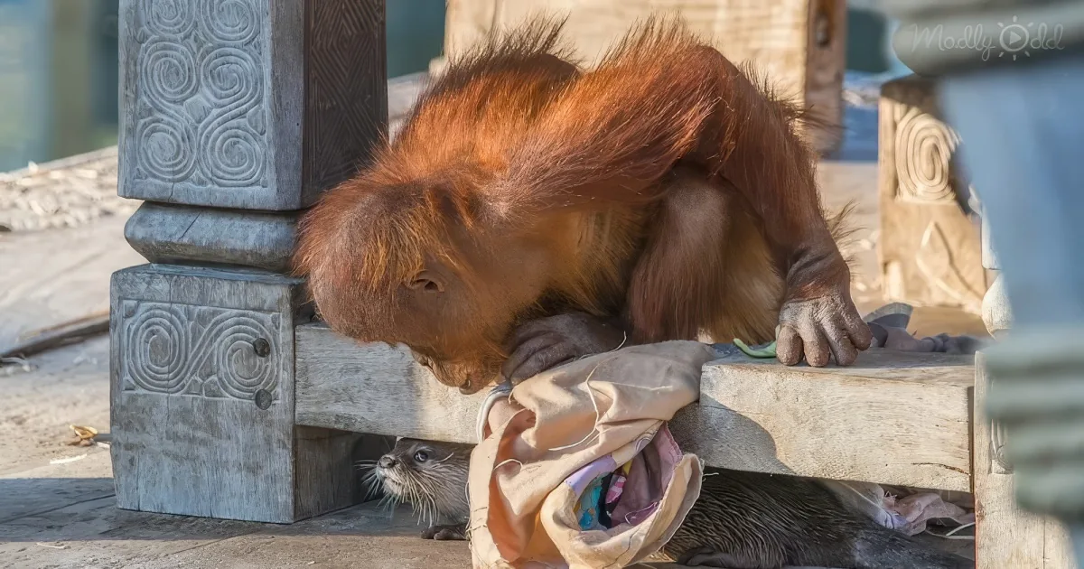 orangutans and otters